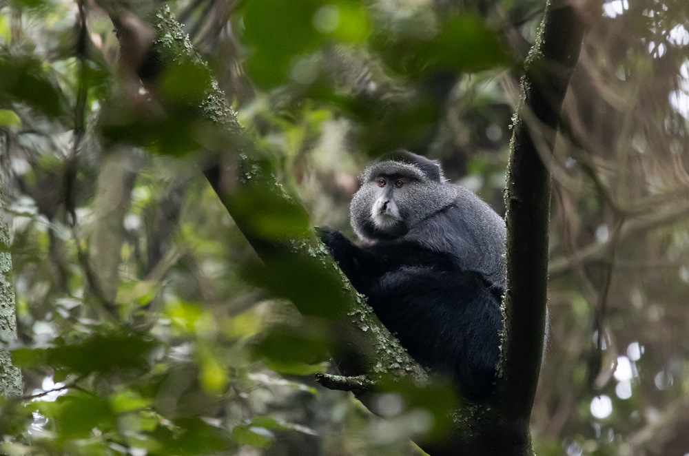 Rwenzori Mountains National Park Nature walk